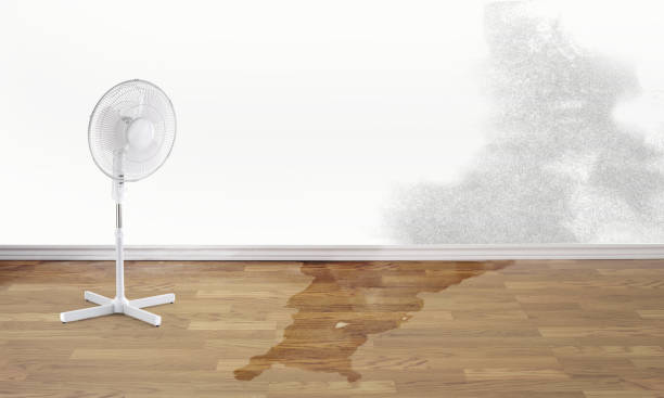 Best Flood restoration services  in Burley, WA